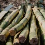 Bamboo sticks by Victoria Priessnitz